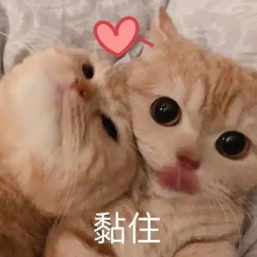  超可爱的女生聊天表情包