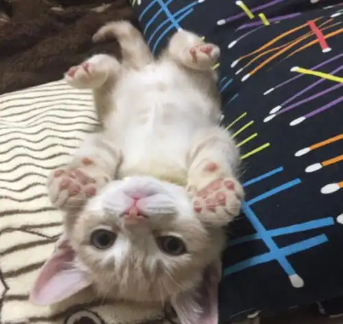 网红猫咪爱洗澡,镜头对准它,就能自然而然地摆出各种pose