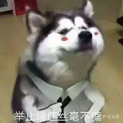 熊猫狗图片表情包作业