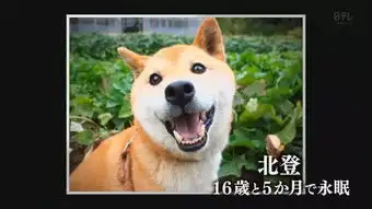  日本16岁超萌表情包柴犬北登逝世哀悼,祝愿走好