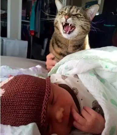  爆笑猫咪见到小宝宝的第一瞬间,这些表情简直太有戏了