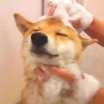 柴犬挨打表情包情侣头像