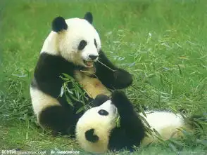  各国国宝动物是什么