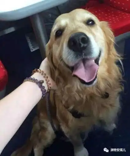  狗狗趣味生理学什么品种最吸引异性世界首富狗到底多有钱