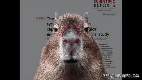  水豚情绪稳定,为什么它有治愈心灵的魔力