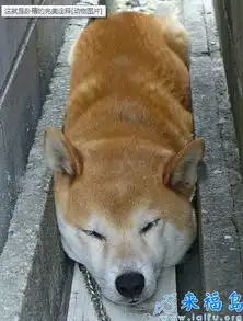  大家帮我看看这是什么狗啊是秋田