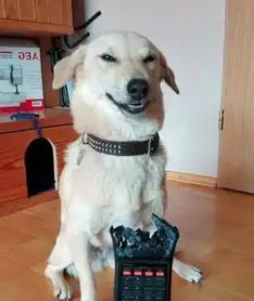  爱犬做错事情摆出内疚的表情,主人心软原谅,狗我演技太好