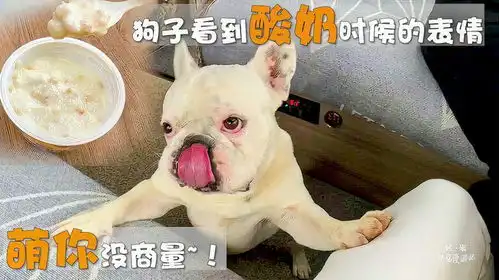  你家狗子看酸奶时是什么表情托尼是萌你没商量吃完连碗也顺走
