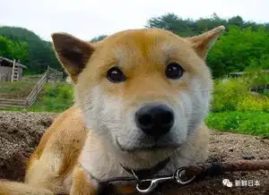  泪目16岁柴犬北登去世,你的表情包里肯定有它