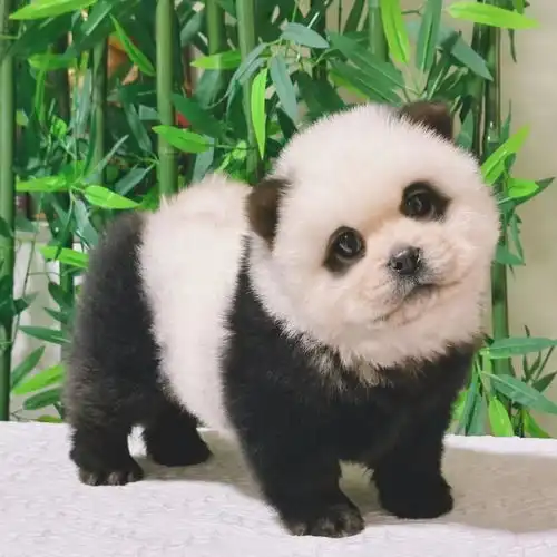  对话泰州动物园网红熊猫犬打造者初衷并非冒充熊猫,有国外客户想购买