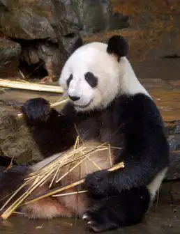  大熊猫的起源和进化历程白熊灭绝小熊猫受威物种濒危物种野生动物网易订阅