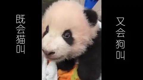  大熊猫竟然发出狗叫