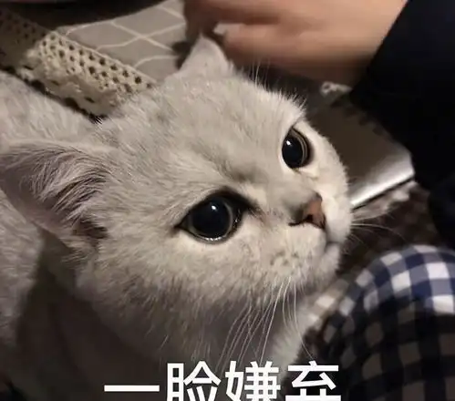 猫咪吓出双下巴表情包盗
