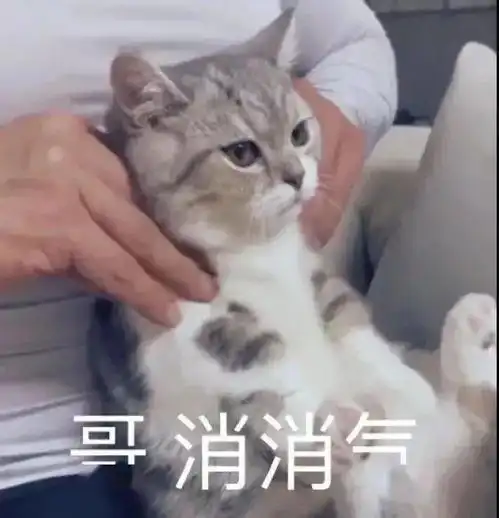  不乖,炖了你哦丨第135期喵表情
