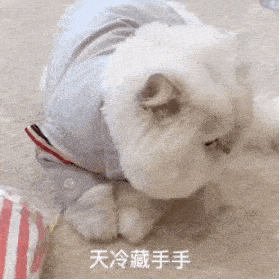  今天武平这儿下雪啦现场美景带你抢先看