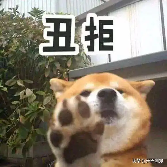  天生狗缘好的那些人,究竟有多爽
