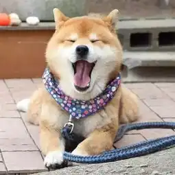  这柴犬是修炼成精了吗天生的表情包