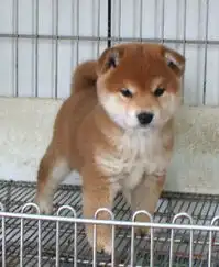  苏州哪路出售秋田犬苏州哪里卖秋田苏州秋田的价格多少其他狗狗宠物网chongwu.cc