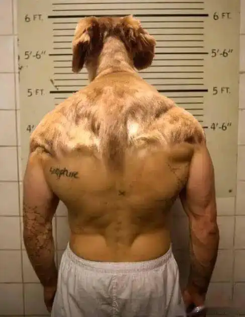  一不小心给妈妈发了ghs的表情包后哈哈哈哈代入感太强窒息了