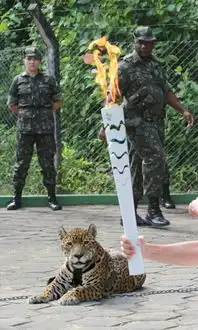  美洲豹参加圣火传递被当场击毙参考消息网
