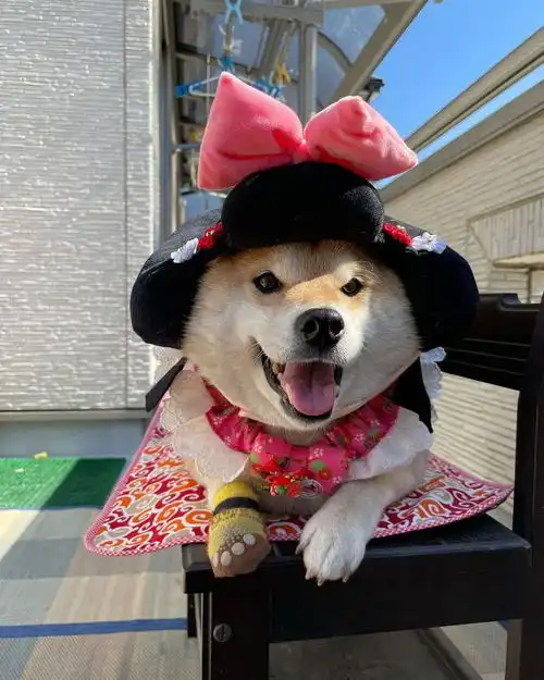  柴犬可以做孩子的陪伴犬吗