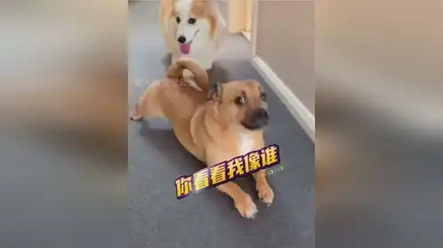  狗子模仿柯基走路,竟然还露出邪魅的表情,伤害不大侮辱性极强