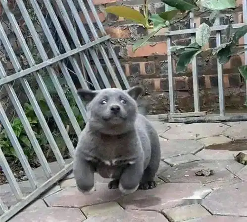 打狗狗表情包蓝猫