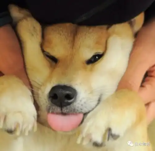  腾讯成功注册狗头表情包商标,柴犬本尊刚过16岁生日,狗生曲折