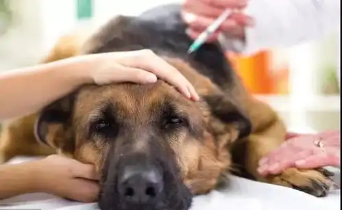  10种狗狗打针时的表情,都是表情帝