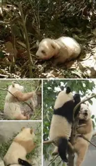  像棕色大熊猫一样稀有细数那些超罕见动物1科学探索光明网组图
