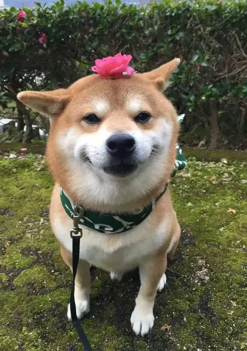  狗年大吉治愈柴犬承包了我2018年的头像