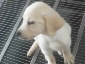  图拉布拉多幼犬市内包送可看狗终生售后包健康成都宠物狗
