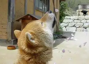  致敬我们用过的汪届表情包鼻祖16岁日本柴犬北登去世