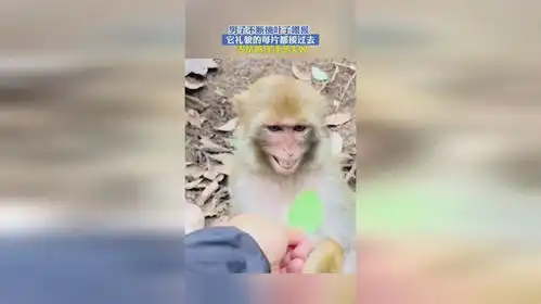 猴子表情包海边走路人脸