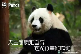  这只从汶川地震救助回来的大熊猫,如今都会笑了