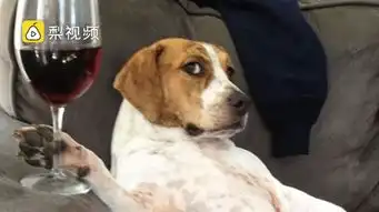  死守铁饭碗的小狗狗怎么推开不让就是不让