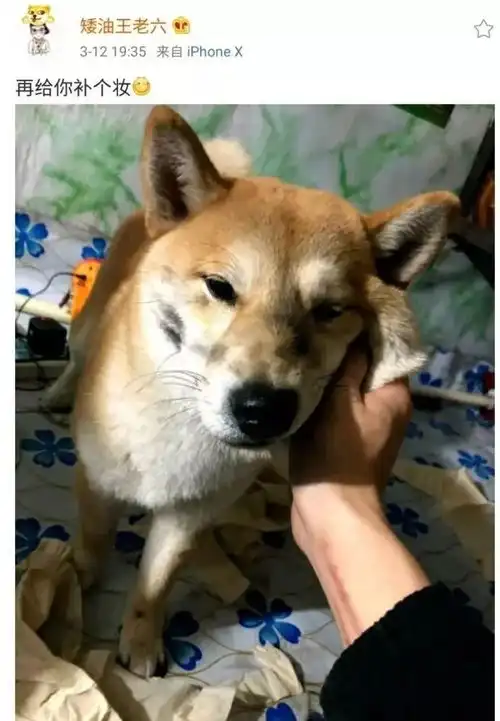  讲真找对象不如养条狗