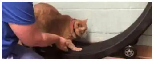  橘猫太胖被带去减肥,宠主吃力抱起后,脸上的表情众人笑喷