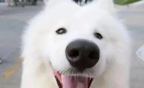  萨摩耶是如何泪痕满脸,走向靓丽一面