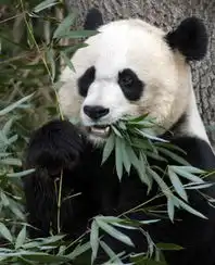  大熊猫粪便也是宝法动物园拟回收用于供热供电