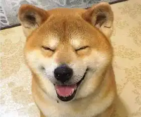 柴犬挨打表情包北登