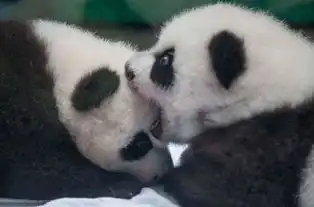  中国评论新闻广州三胞胎大熊猫过百日卖萌吸睛