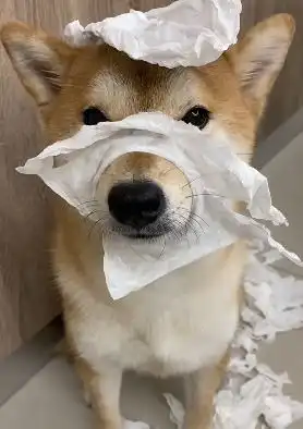  柴犬将卫生纸扯得稀巴烂,妈妈气炸狗狗一脸无辜,表情超有戏