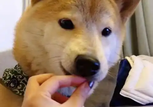  狗狗吃驱虫药几个小时见效