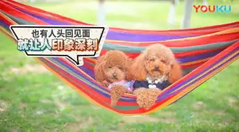 cheese狗子表情包动物