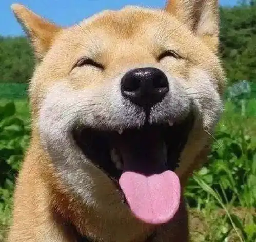  柴犬为什么叫戏精看了这些表情包你就知道了