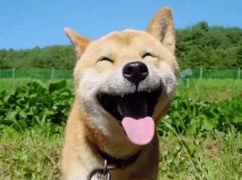  活在你表情包里的神烦狗doge,本体现在过得怎么样