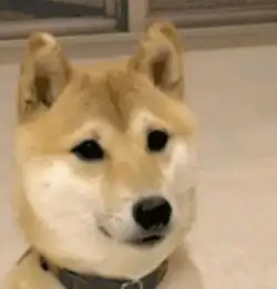 柴犬挨打表情包下一秒