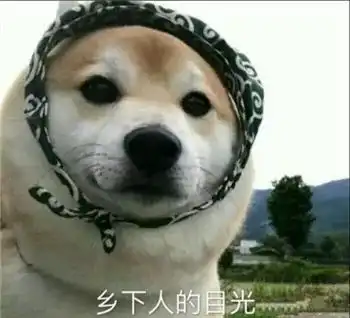  最全沙雕狗子表情包合辑年度最傻狗子都在这儿了