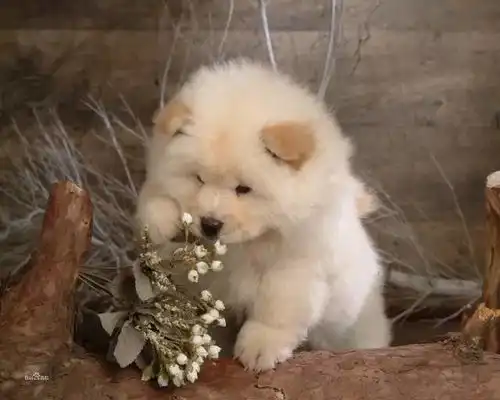  不要再说中国只有田园犬了带你认识一下中国十大名犬